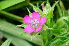 Attēlu rezultāti vaicājumam “Geranium dissectum flower”