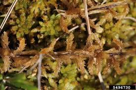 Attēlu rezultāti vaicājumam “Sphagnum papillosum”