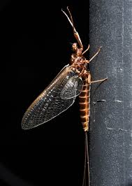 Attēlu rezultāti vaicājumam “Leptophlebia nebulosa”