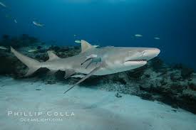 Image result for Negaprion brevirostris