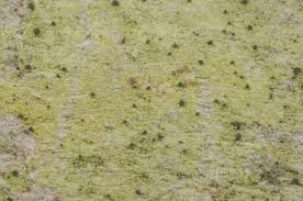 Attēlu rezultāti vaicājumam “Microcalicium disseminatum”