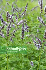 Attēlu rezultāti vaicājumam “Mentha x piperita”