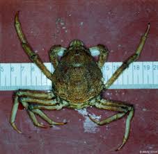 Image result for Hyas araneus