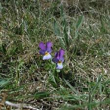 Attēlu rezultāti vaicājumam “Viola tricolor subsp. curtisii bud”