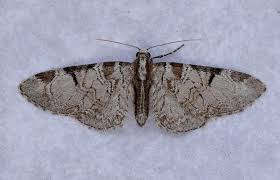 Attēlu rezultāti vaicājumam “Eupithecia venosata”