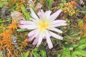 Attēlu rezultāti vaicājumam “Hypochaeris maculata flower”