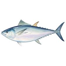 Image result for Thunnus maccoyii