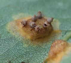 Attēlu rezultāti vaicājumam “Gymnosporangium sabinae”