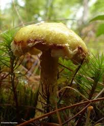 Attēlu rezultāti vaicājumam “Boletales”