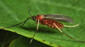 Attēlu rezultāti vaicājumam “Cystiphora sanguinea larva”