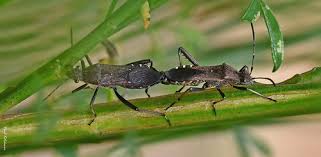 Attēlu rezultāti vaicājumam “Dryophilocoris flavoquadrimaculatus imago”