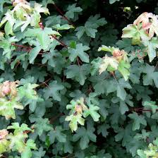 Attēlu rezultāti vaicājumam “Acer campestre flower”