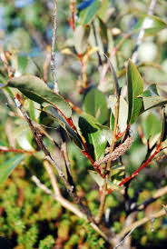 Attēlu rezultāti vaicājumam “Salix pentandra flower”
