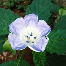 Attēlu rezultāti vaicājumam “Nicandra physalodes”