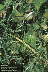 Attēlu rezultāti vaicājumam “Symphytocarpus trechisporus young”