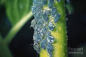 Attēlu rezultāti vaicājumam “Aphis fabae”