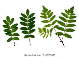 Attēlu rezultāti vaicājumam “Sorbus aucuparia leaf”