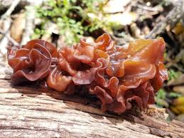 Attēlu rezultāti vaicājumam “Tremella foliacea”