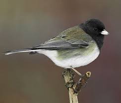 Image result for Junco hyemalis