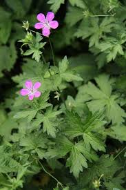 Attēlu rezultāti vaicājumam “Geranium palustre flower”