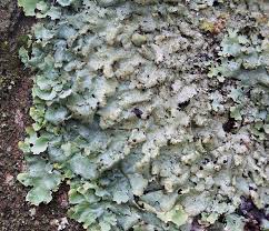 Attēlu rezultāti vaicājumam “Parmelia serrana”