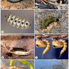 Attēlu rezultāti vaicājumam “Tipulidae larva”