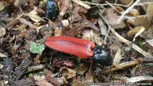 Attēlu rezultāti vaicājumam “Ampedus sanguineus”