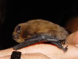 Attēlu rezultāti vaicājumam “Pipistrellus nathusii”