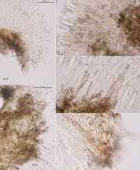 Attēlu rezultāti vaicājumam “Hyphodiscus hymeniophilus”