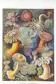 Image result for ernst haeckel