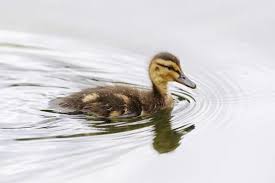 Attēlu rezultāti vaicājumam “Anas platyrhynchos juvenile”