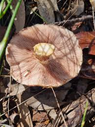 Attēlu rezultāti vaicājumam “Metatrichia floriformis stalked”