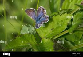 Attēlu rezultāti vaicājumam “Vacciniina optilete female”