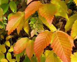 Attēlu rezultāti vaicājumam “Carpinus caroliniana”