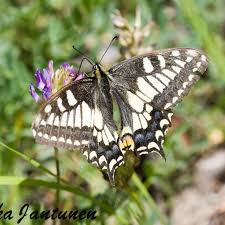Attēlu rezultāti vaicājumam “Papilio machaon”
