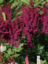 Attēlu rezultāti vaicājumam “Astilbe chinensis leaf”