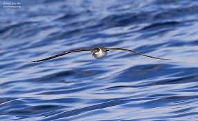 Image result for Puffinus gravis