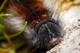 Attēlu rezultāti vaicājumam “Macrothylacia rubi”