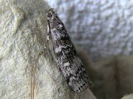 Attēlu rezultāti vaicājumam “Dioryctria abietella”