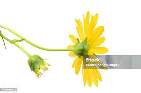 Attēlu rezultāti vaicājumam “Tragopogon heterospermus flower”