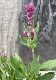 Image result for Salvia nemorosa