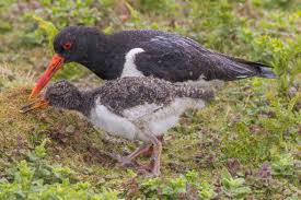 Attēlu rezultāti vaicājumam “Haematopus ostralegus”