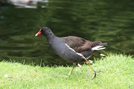 Attēlu rezultāti vaicājumam “Gallinula chloropus”