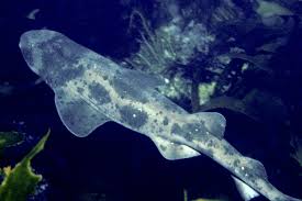 Image result for Cephaloscyllium laticeps