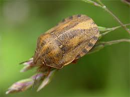 Attēlu rezultāti vaicājumam “Eurygaster testudinaria nymph”