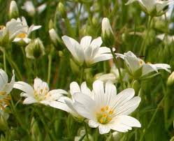 Attēlu rezultāti vaicājumam “Stellaria holostea flower”