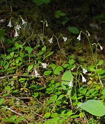 Attēlu rezultāti vaicājumam “Linnaea borealis leaf”