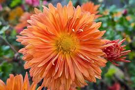 Image result for Chrysanthemum spectabile