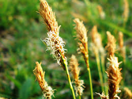 Attēlu rezultāti vaicājumam “Carex caryophyllea leaf”