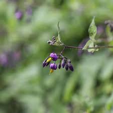 Attēlu rezultāti vaicājumam “Solanum dulcamara flower”
